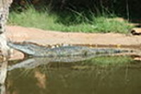 Deseert Crocodile